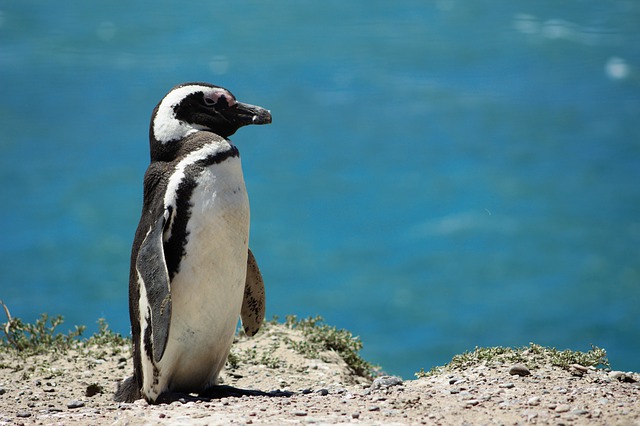 Penguin Sea Nature Animals Ocean